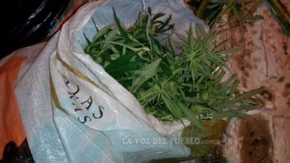 Incautaron marihuana en dos procedimientos