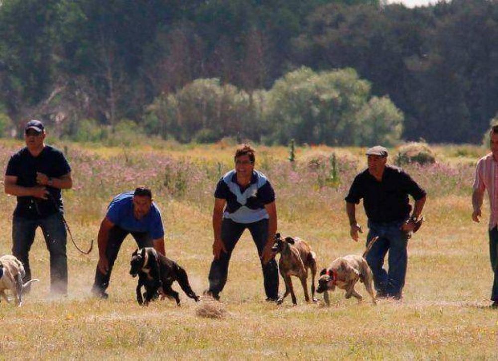 Piden prohibir las carreras de galgos en la provincia