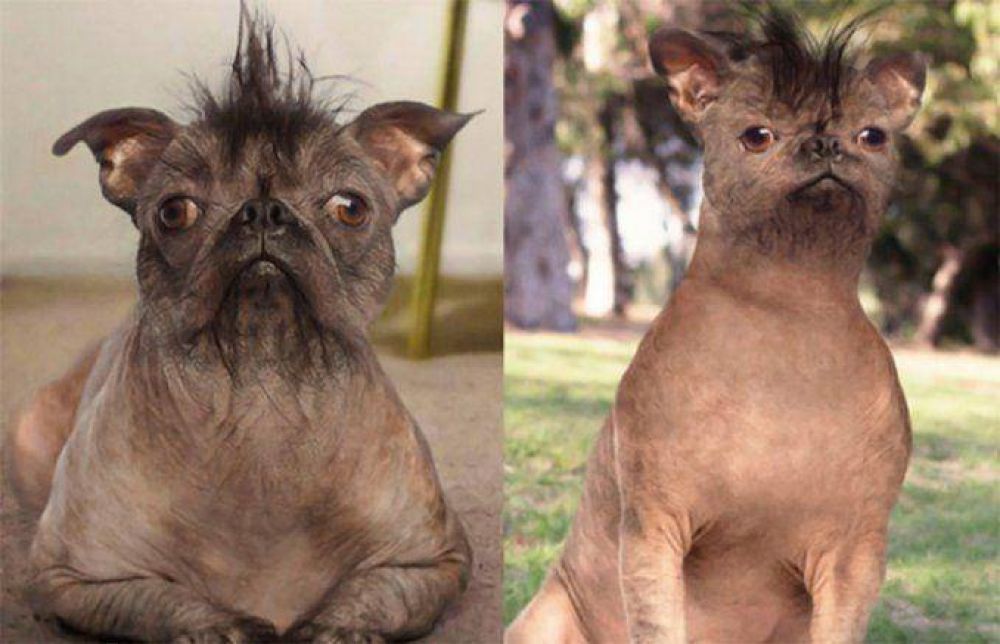 Le hizo una cirug�a pl�stica a su perro porque era 