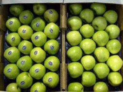 Diomedi: Contin�an las gestiones para ingresar nuevamente fruta a Brasil