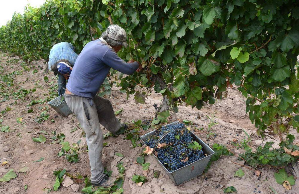 Quieren asociar bodegas y vender vino con marca propia