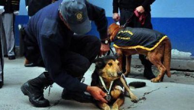 Corbata, el perro correntino rastreador fue pasado a retiro con honores
