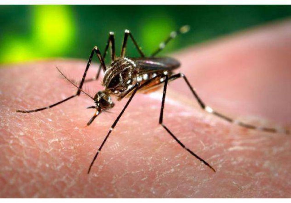 Confirman un caso positivo de dengue en la ciudad de Santa Fe y tres en an�lisis