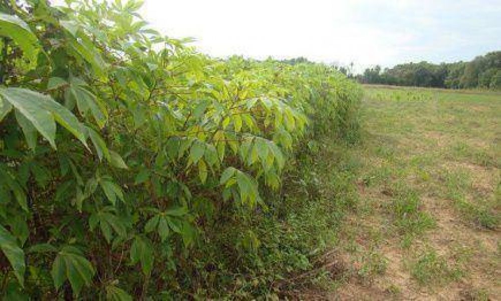 Productores de mandioca se ven afectos por las importaciones