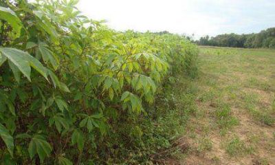 Productores de mandioca se ven afectos por las importaciones