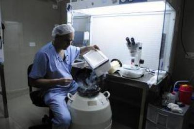Mujeres j�venes congelan los �vulos para postergar el sue�o de ser mam�