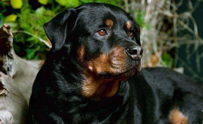 Perros peligrosos: en cuatro meses, s�lo se colocaron 120 microchips