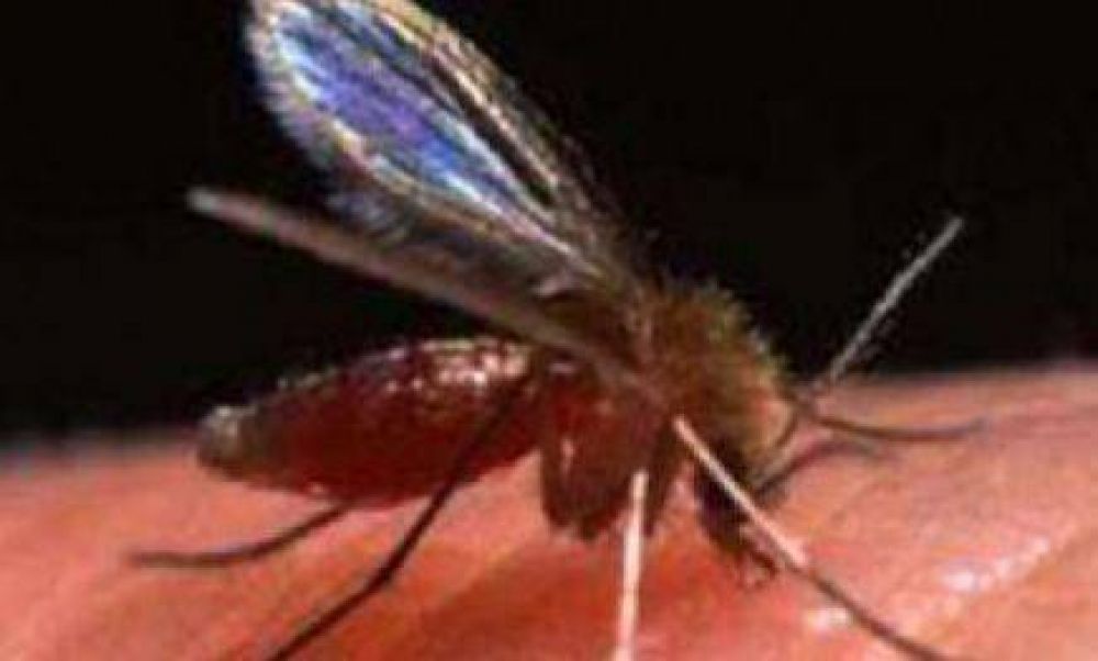 En Ober�, reportan el primer caso de leishmaniasis visceral del a�o