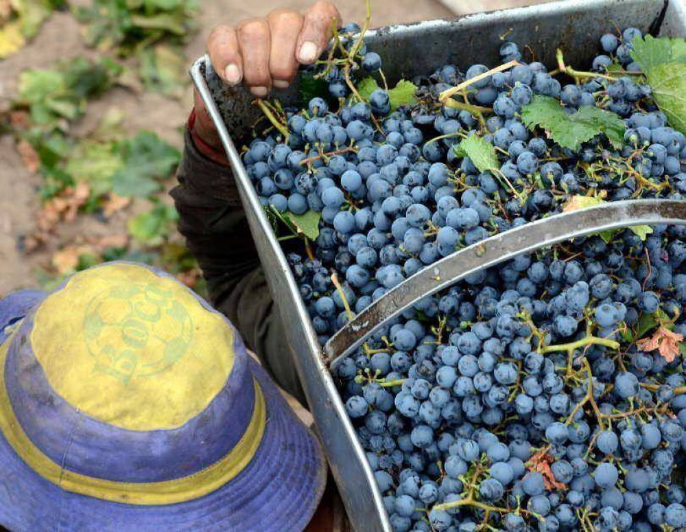 Investigan a bodegas y viateros por irregular ingreso de las uvas
