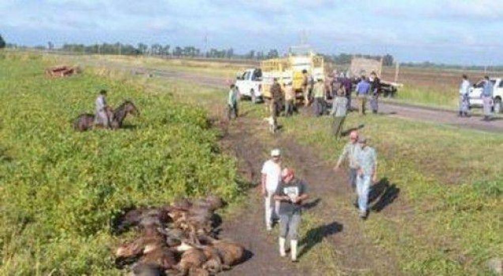 Senz Pea: un centenar de vacas muertas tras un accidente