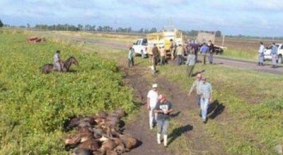 S�enz Pe�a: un centenar de vacas muertas tras un accidente