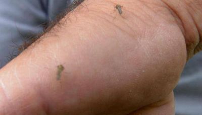 Los casos aut�ctonos de dengue ya llegan a 139 en la Capital