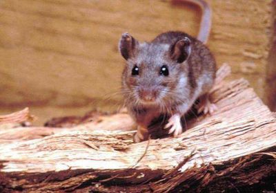 Joven muere por hantavirus en Jujuy