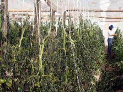 Graves da�os provoc� la helada al proyecto hort�cola de Tres Isletas