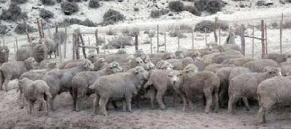 Piden devolucin y quita definitiva de retenciones a la lana