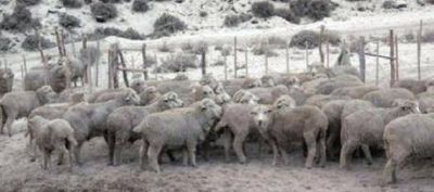 Piden devoluci�n y quita definitiva de retenciones a la lana
