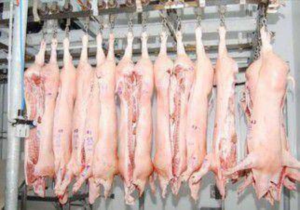Plottier: los productores de cerdo, cerca del colapso