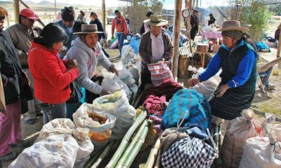 Feria de intercambio de reproductores en la Puna