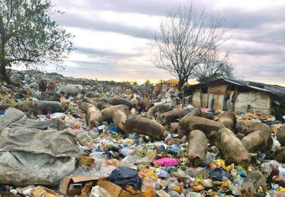 Cientos de cerdos se alimentan de la basura en Concepci�n