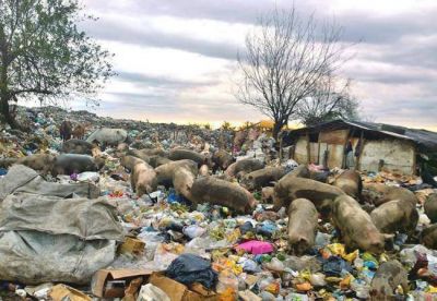 Cientos de cerdos se alimentan de la basura en Concepci�n