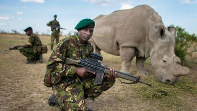 Sudan, el �ltimo rinoceronte blanco del planeta, con vigilancia armada las 24 horas