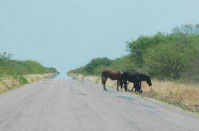 Polic�a montada secuestr� animales sueltos