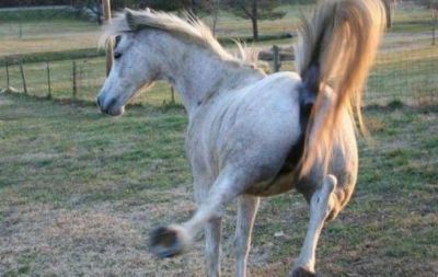 Pe�n rural muri� pateado por un caballo en C�rdoba