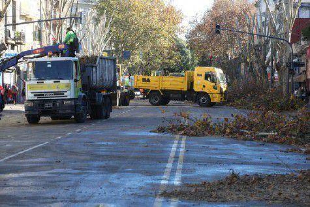 Casi 1.000 millones para podar �rboles