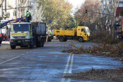 Casi 1.000 millones para podar �rboles