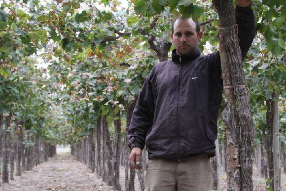 La �cosecha asistida� para la uva gana terreno entre los productores