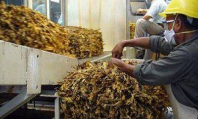 Pagan m�s de 25 millones de pesos a productores tabacaleros