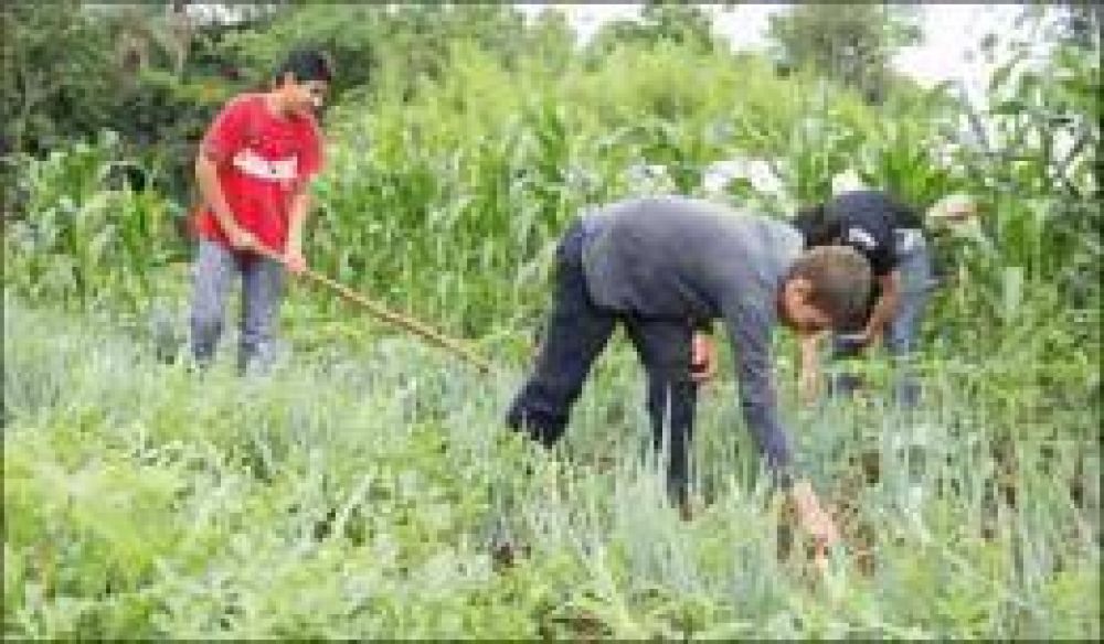 Con ms de 32 mil explotaciones, Misiones es la provincia con mayor desarrollo de la agricultura familiar