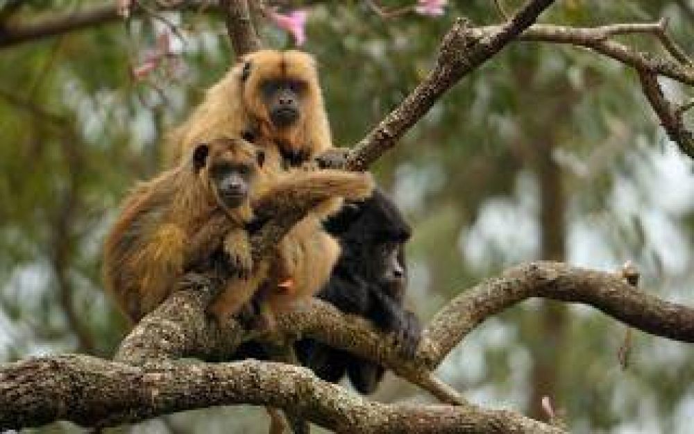 La Plata: Escaparon seis monos del Zool�gico