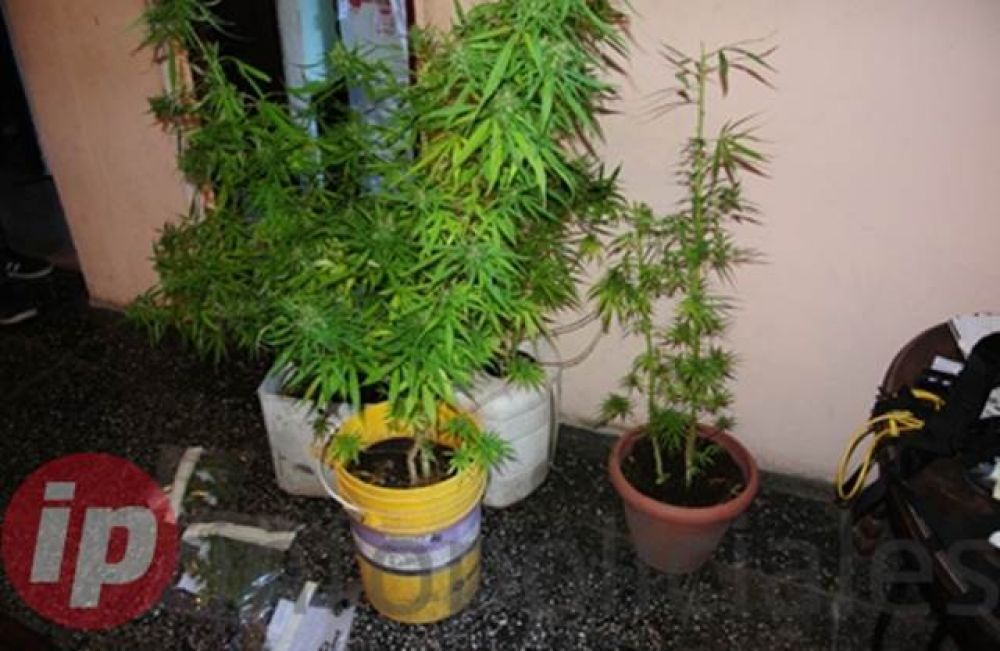 Detienen a ped�filo con plantas de marihuana en el barrio de Mataderos