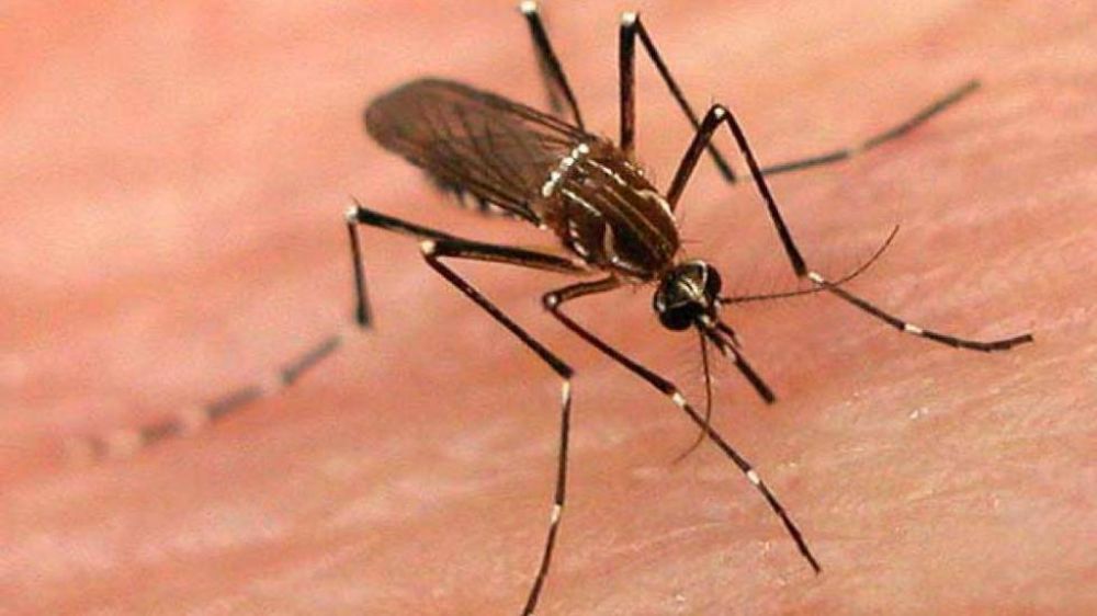 Suman 159 los casos por dengue aut�ctono
