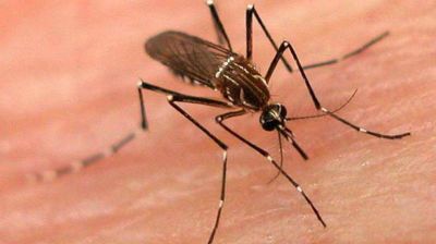 Suman 159 los casos por dengue aut�ctono