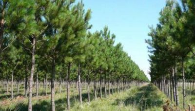 Seg�n estudio Corrientes es la provincia con m�s superficie forestada del pa�s
