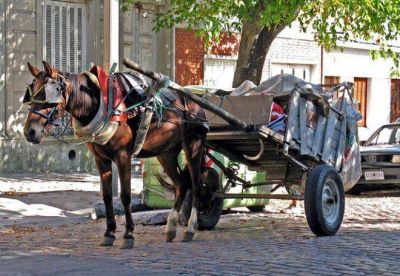 En el d�a del Animal, actividades contra el encierro y la tracci�n a sangre en Plaza Moreno