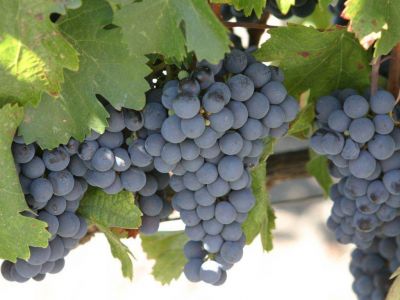 Vitivinicultura: otro esc�ndalo mueve las aguas y profundiza la crisis