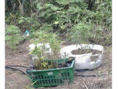 Incautan 63 plantas de marihuana