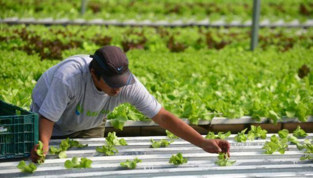 Cultivan en C�rdoba una nueva l�nea de lechugas hidrop�nicas gourmet