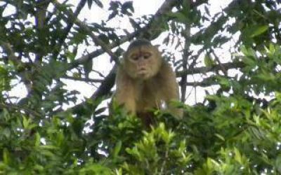 Atraparon un mono suelto en Azul y lo trasladaron a Olavarr�a