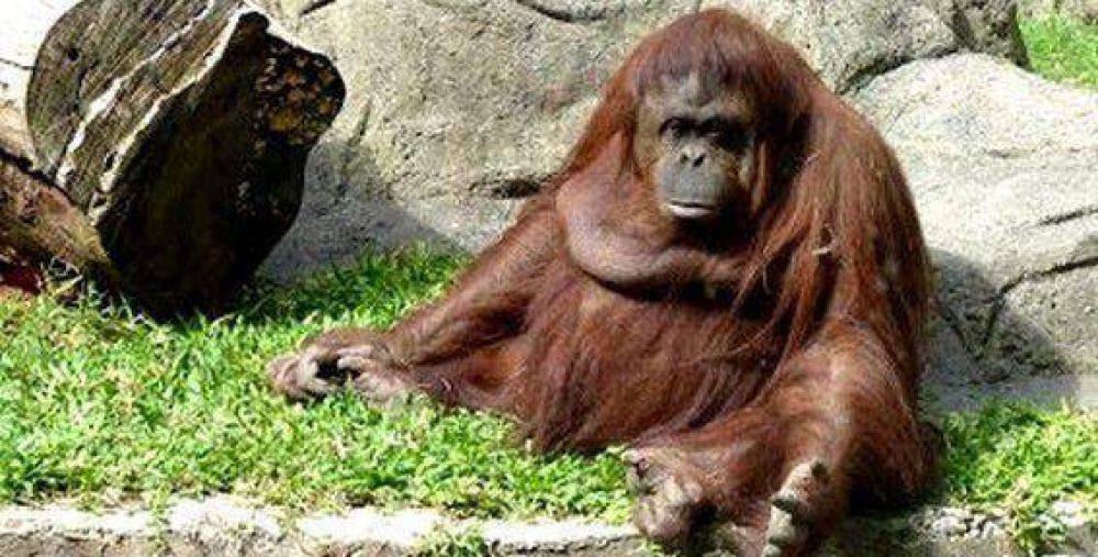 Planean convertir el zoo porte�o en un centro de conservaci�n