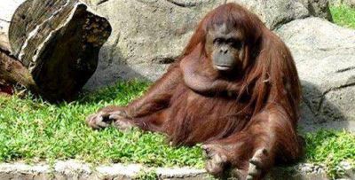 Planean convertir el zoo porte�o en un centro de conservaci�n
