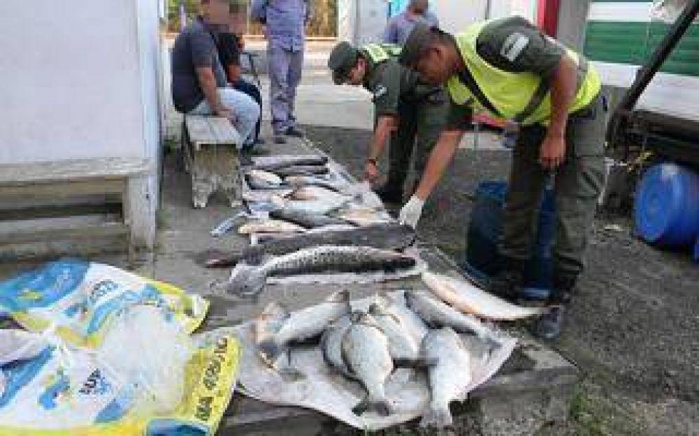 Zrate: Gendarmera secuestra pescado de contrabando