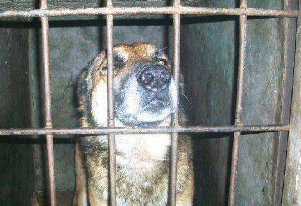 Se firmar� un convenio en defensa de los derechos de los animales