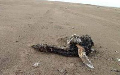 Tres Arroyos: Encontraron 152 ping�inos muertos en dos meses
