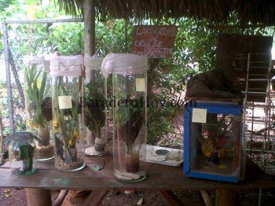 INTA San Pedro: Taller por el manejo sostenible en frutas y hortalizas.