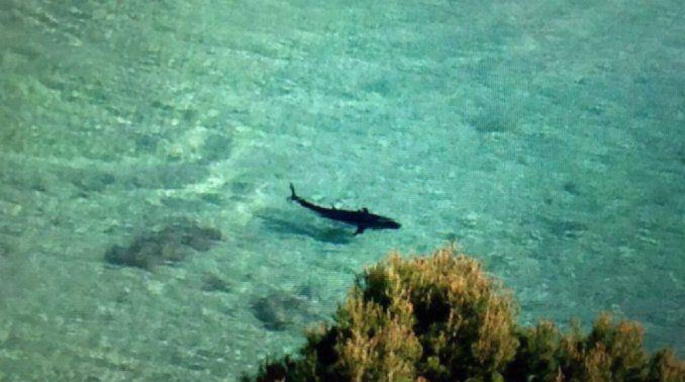 Hay temor en las playas de Mallorca por la aparici�n de una peligrosa criatura