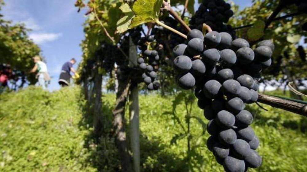 Los salte�os optan por los vinos locales